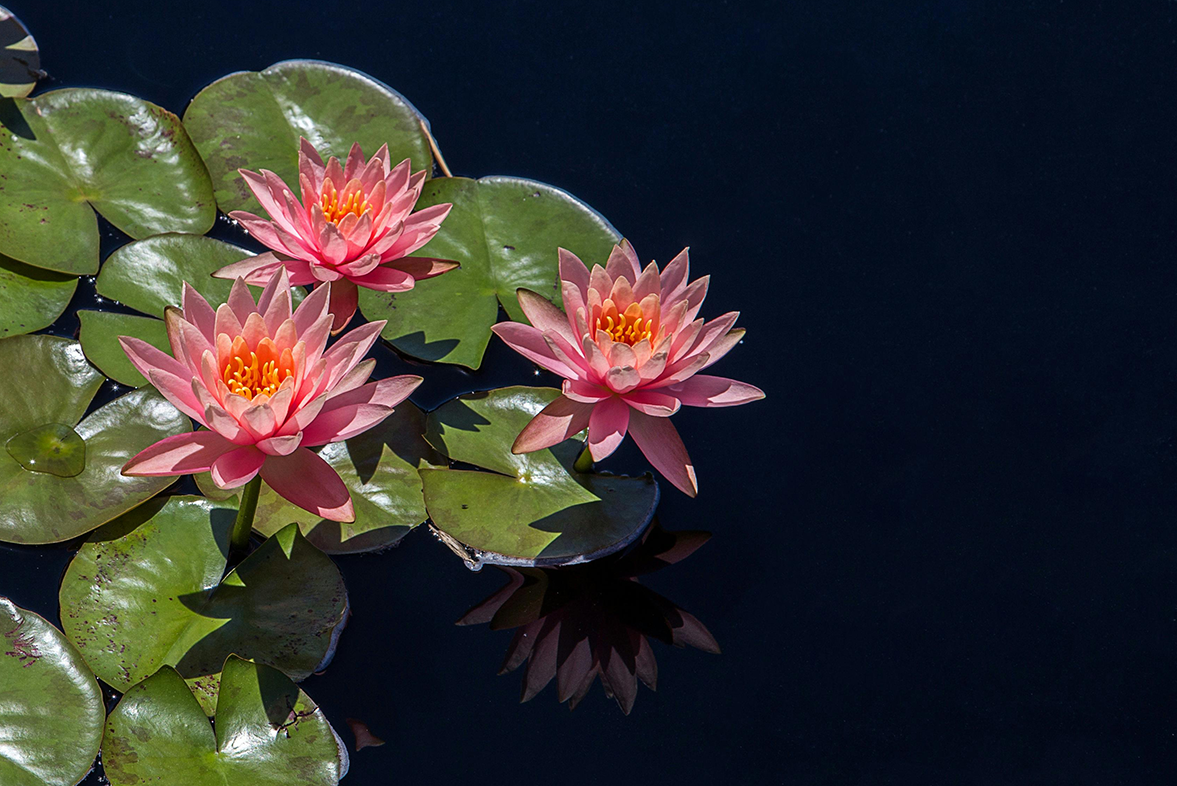 Pond dyes for aquaculture and algae control